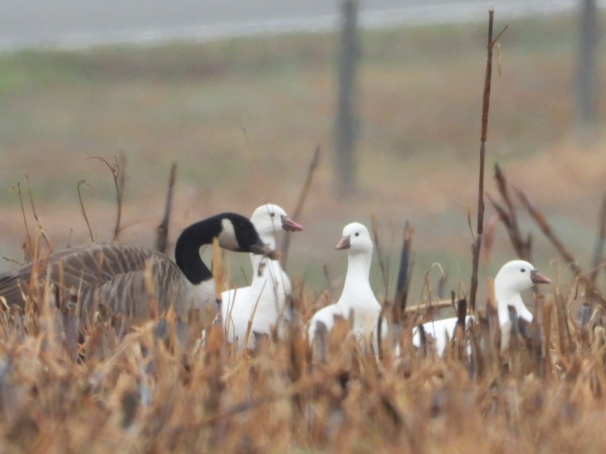 Ross antzara - ML646453402