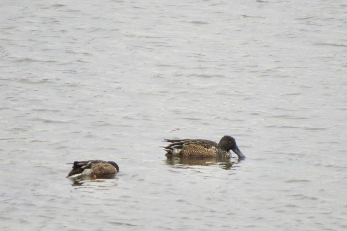 Northern Shoveler - ML646453403