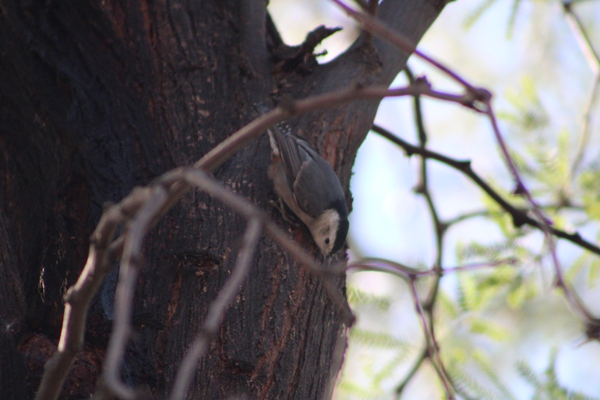White-breasted Nuthatch - ML646453408