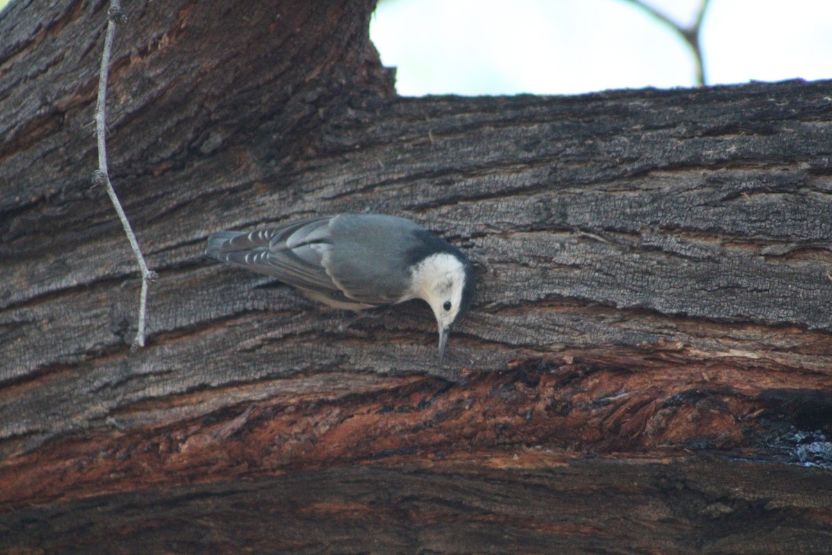 White-breasted Nuthatch - ML646453409