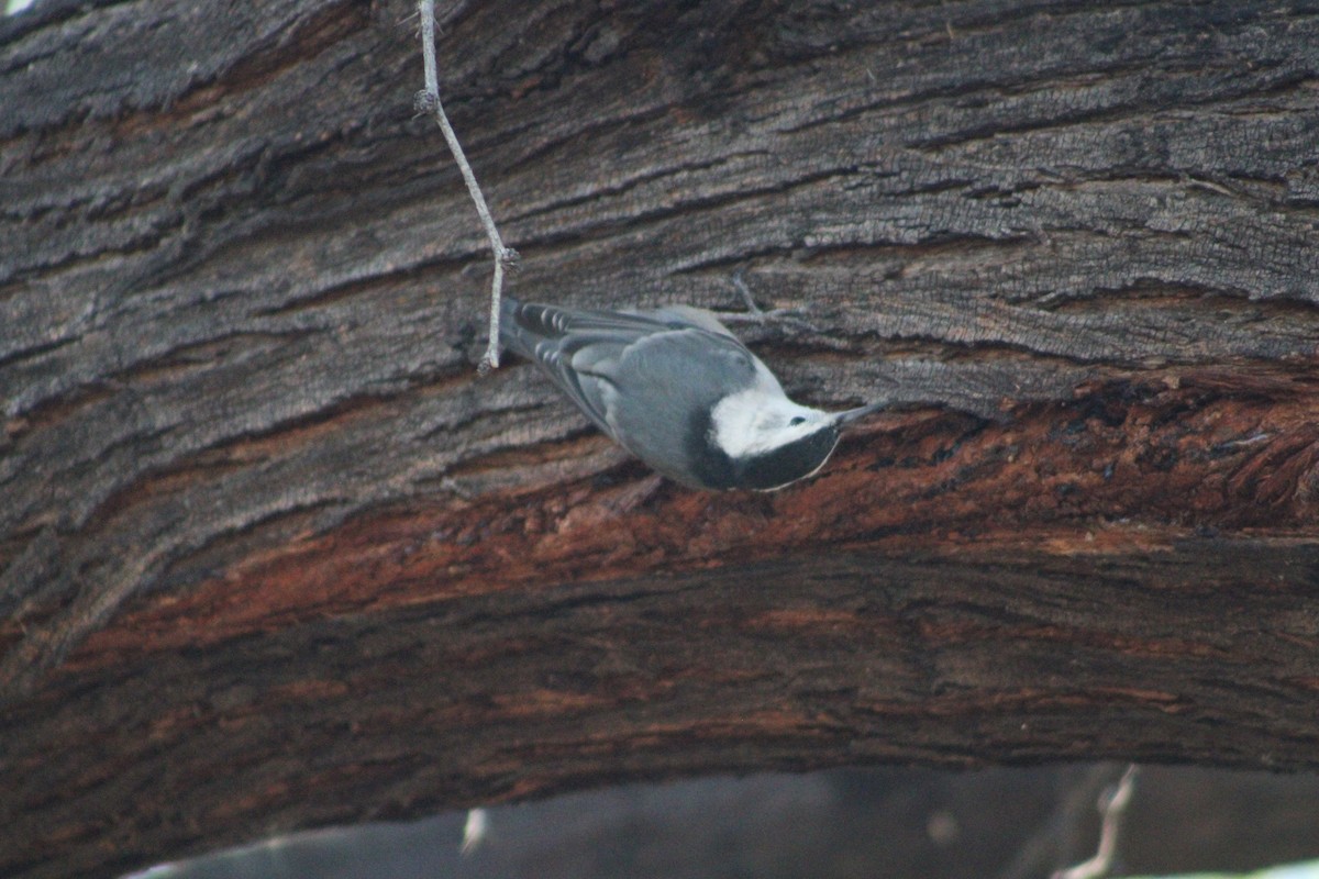 White-breasted Nuthatch - ML646453410