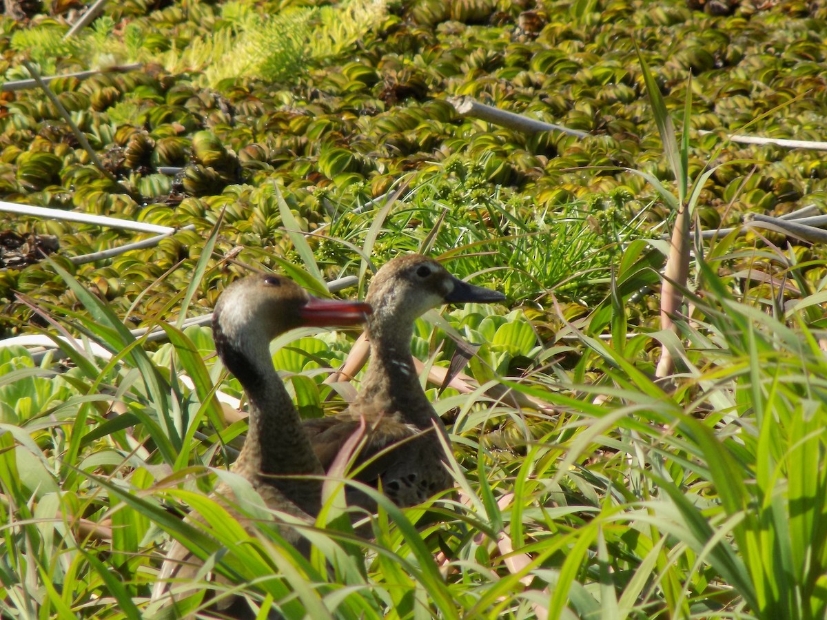 アカアシコガモ - ML646453413