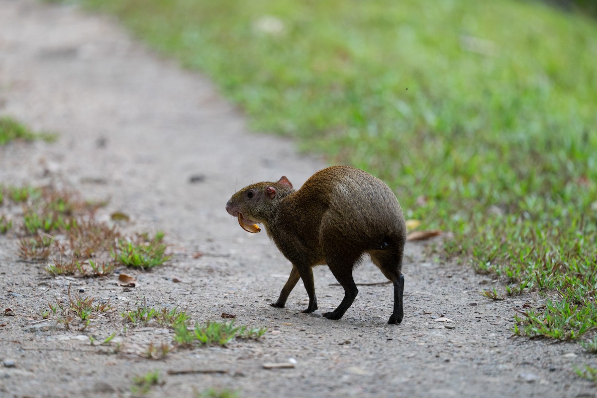 Central American Agouti - ML646453414