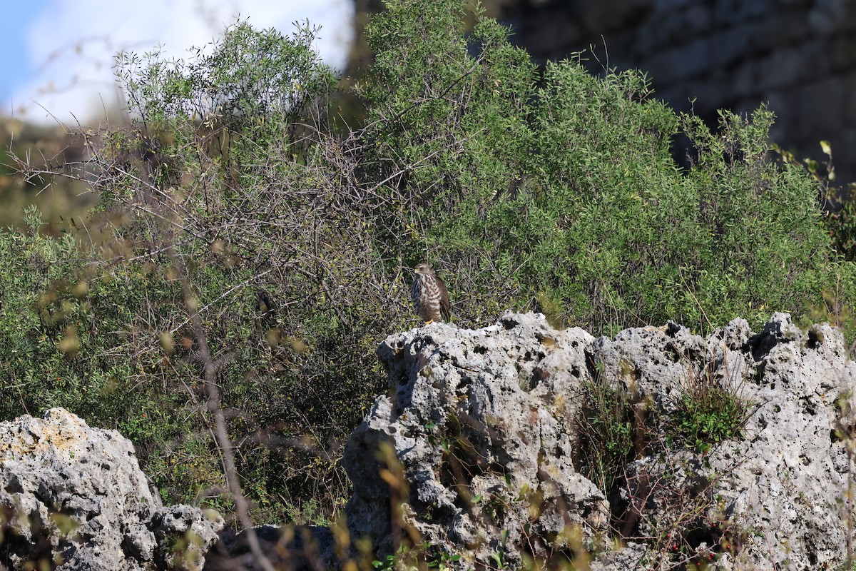 Яструб коротконогий - ML646453415