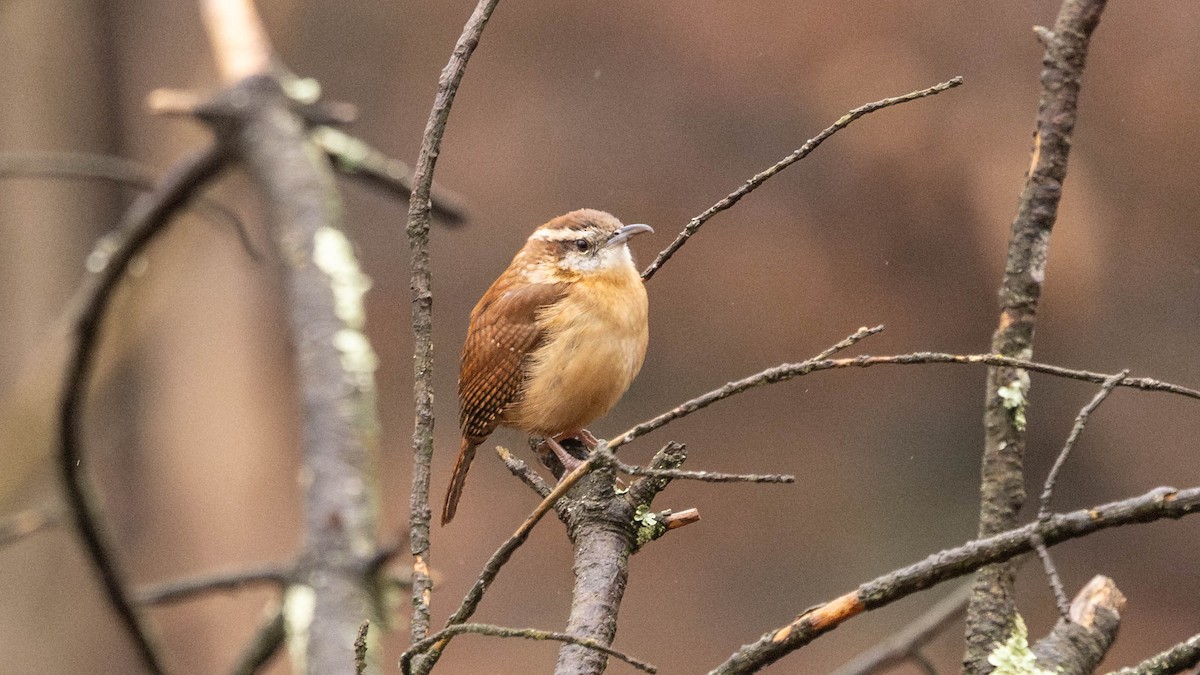 Carolina Wren - ML646453425
