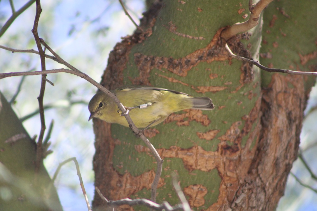 Orange-crowned Warbler - ML646453426
