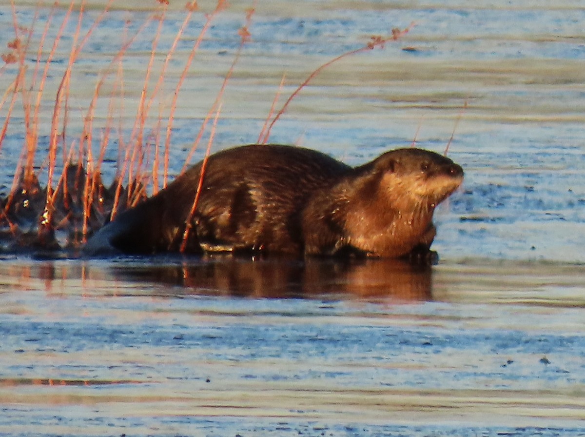 North American River Otter - ML646453427