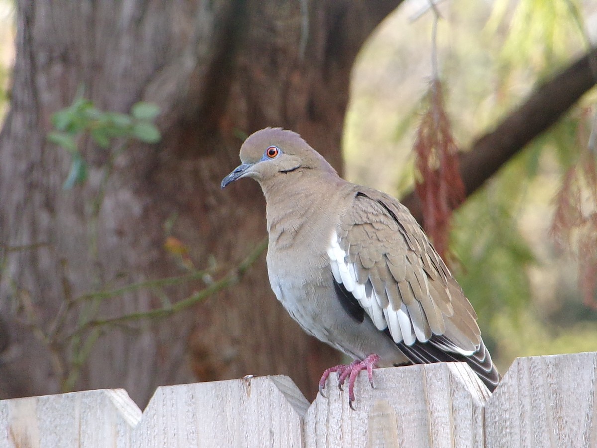 White-winged Dove - ML646453428