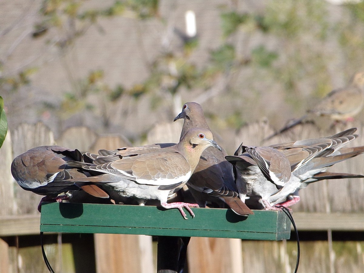 White-winged Dove - ML646453429