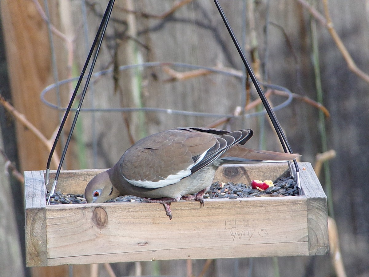 White-winged Dove - ML646453430
