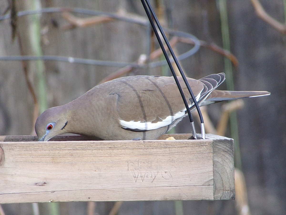 White-winged Dove - ML646453431