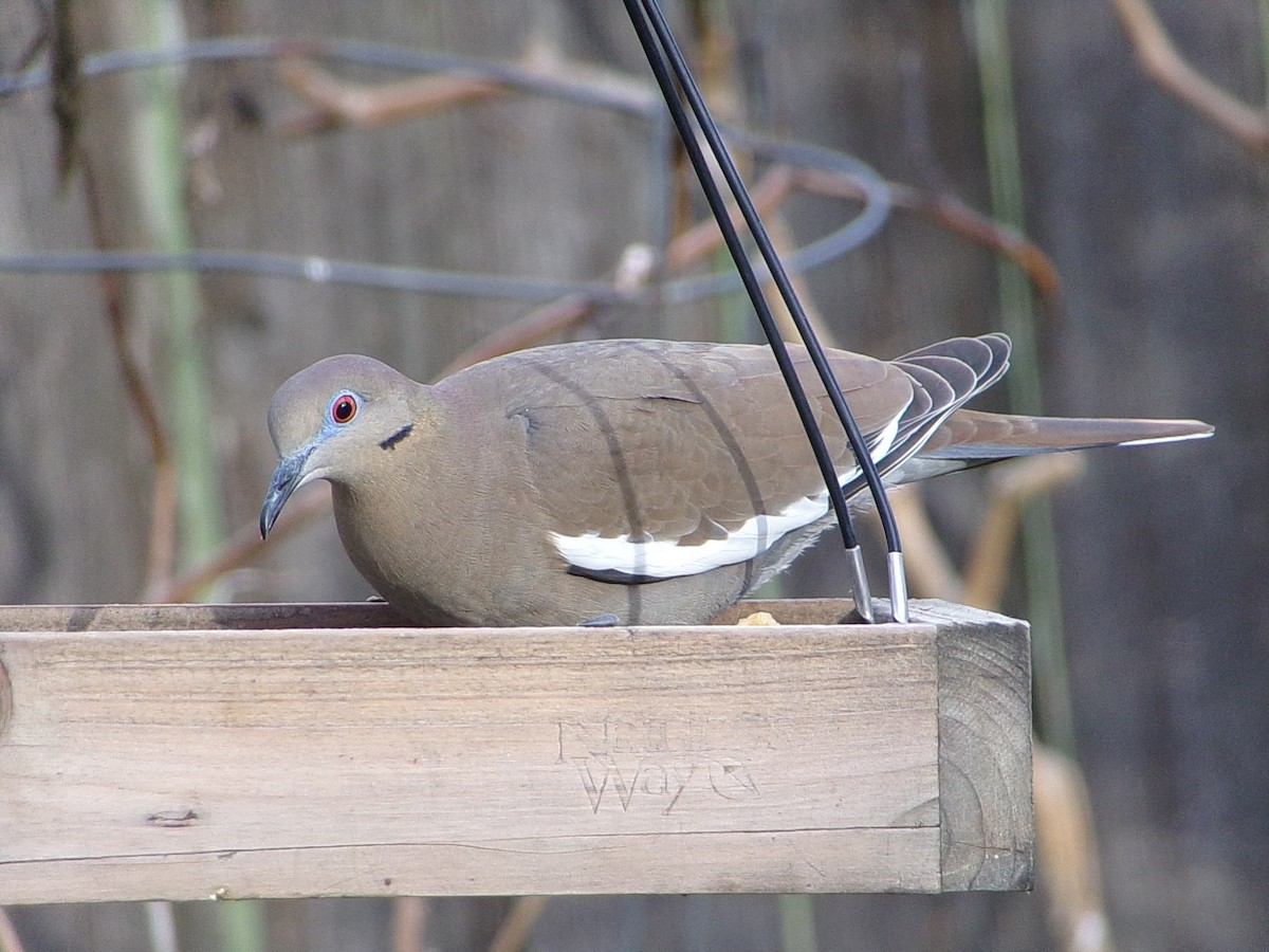 White-winged Dove - ML646453432
