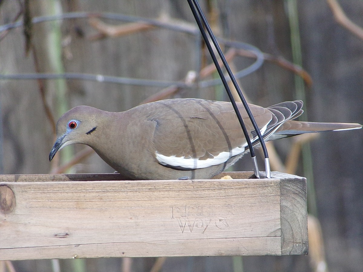 White-winged Dove - ML646453434