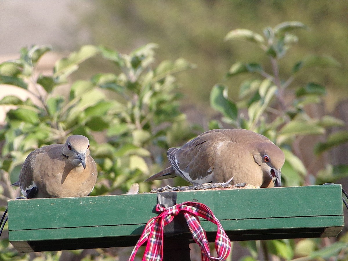 White-winged Dove - ML646453436