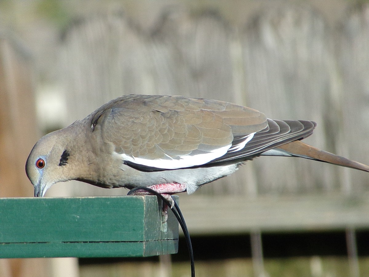 White-winged Dove - ML646453438
