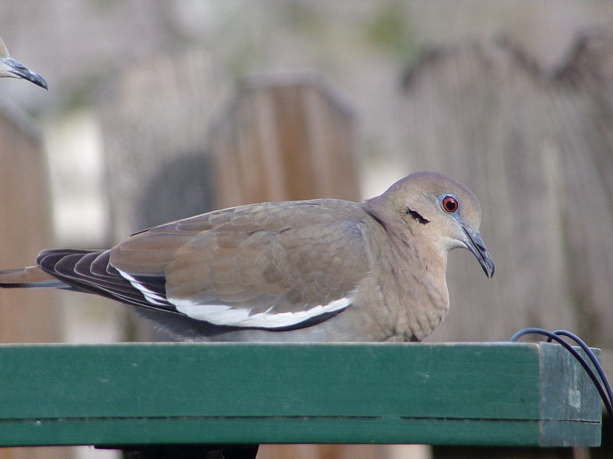 White-winged Dove - ML646453441