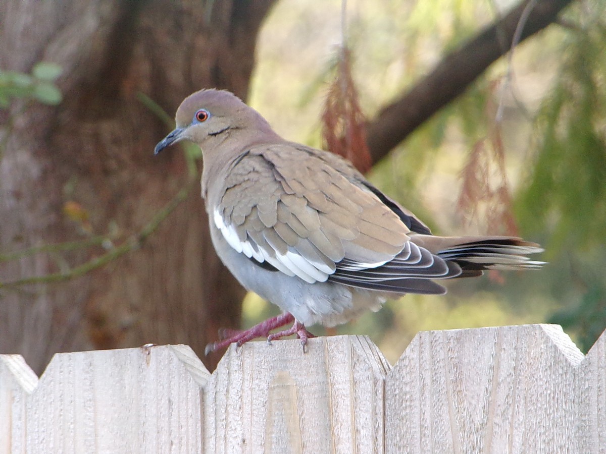 White-winged Dove - ML646453442