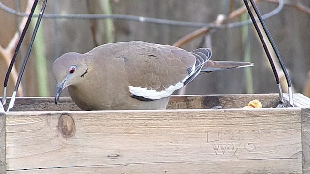 White-winged Dove - ML646453443