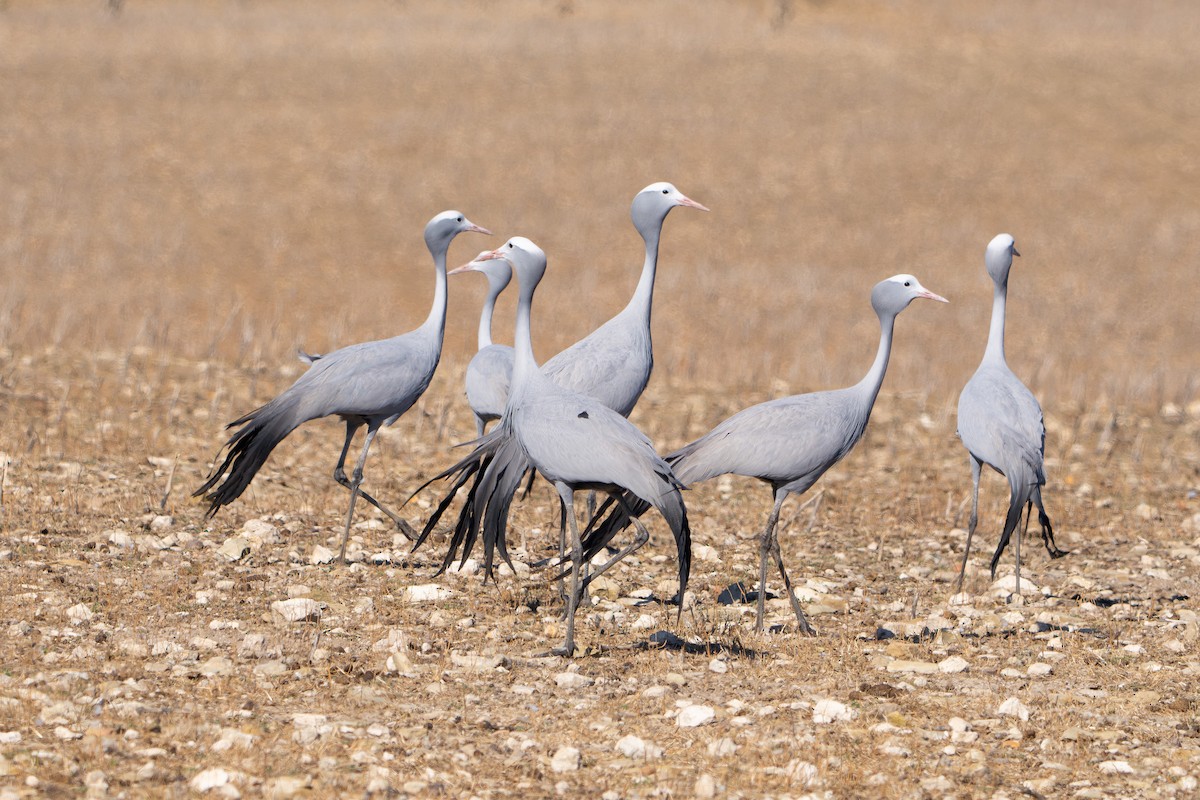 Blue Crane - ML646453450