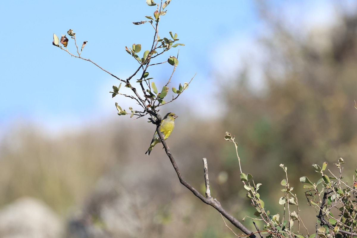 European Greenfinch - ML646453451