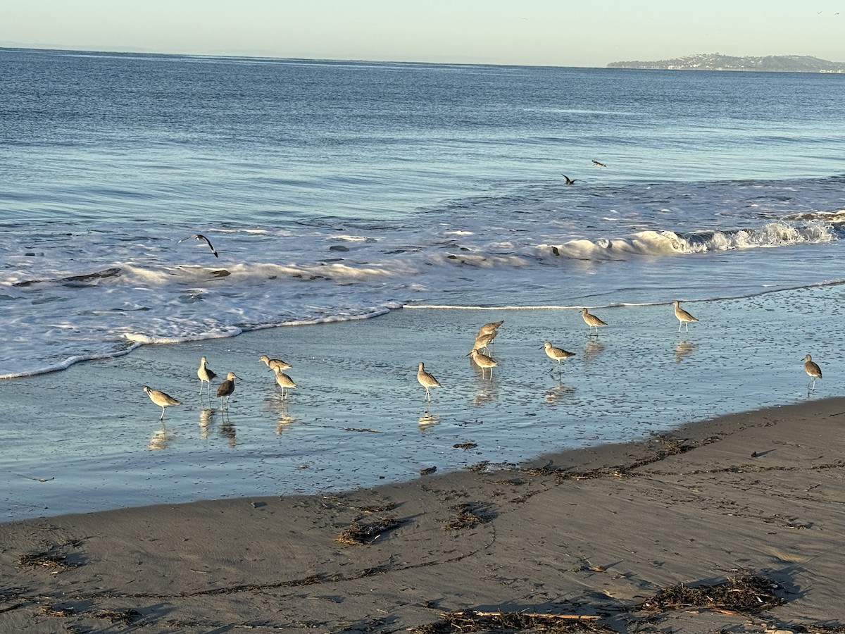 vodouš břehoušovitý - ML646453454