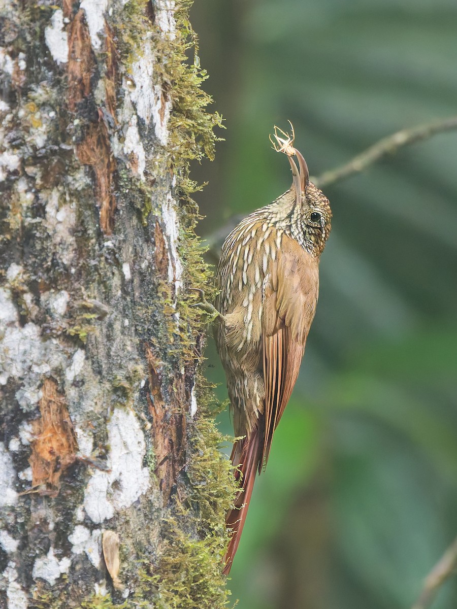 Montane Woodcreeper - ML646453455