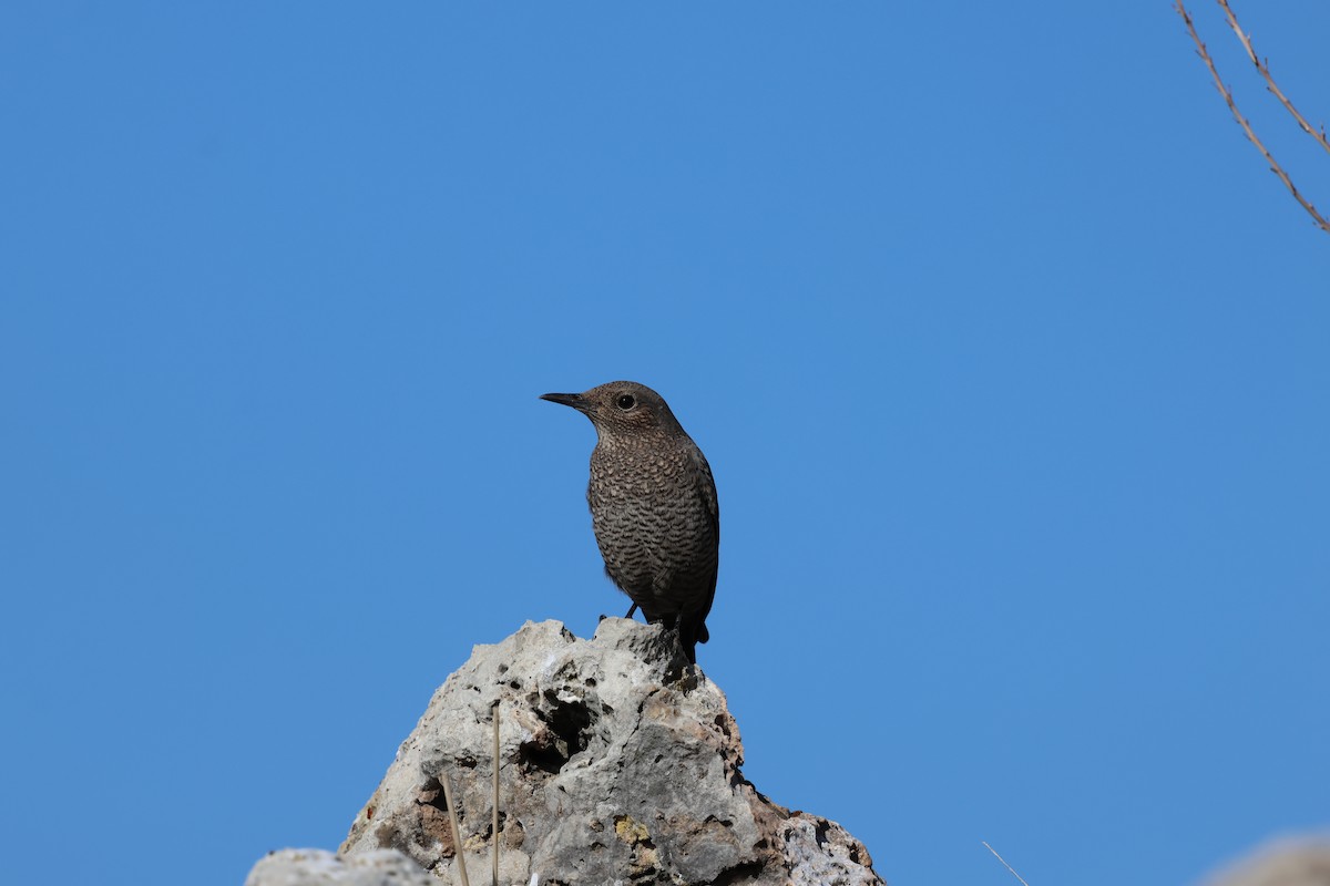 Blue Rock-Thrush - ML646453457
