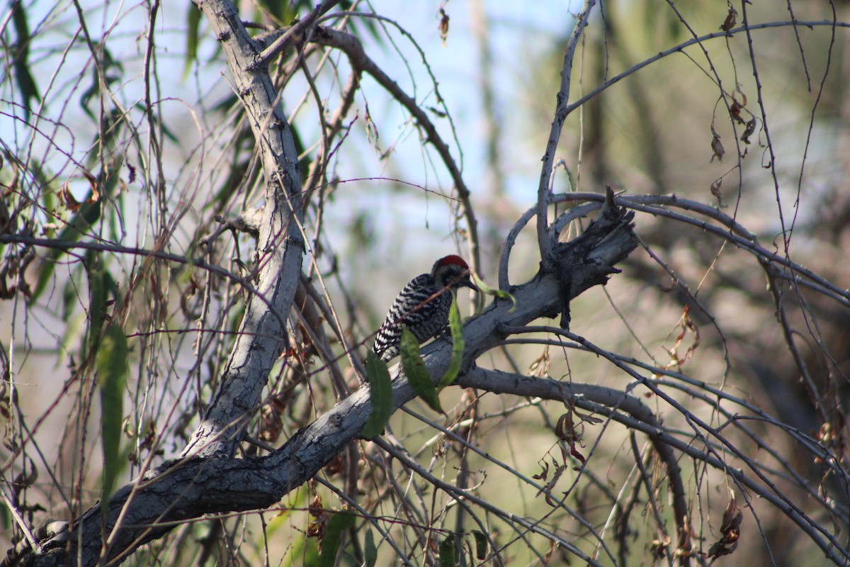 Ladder-backed Woodpecker - ML646453458