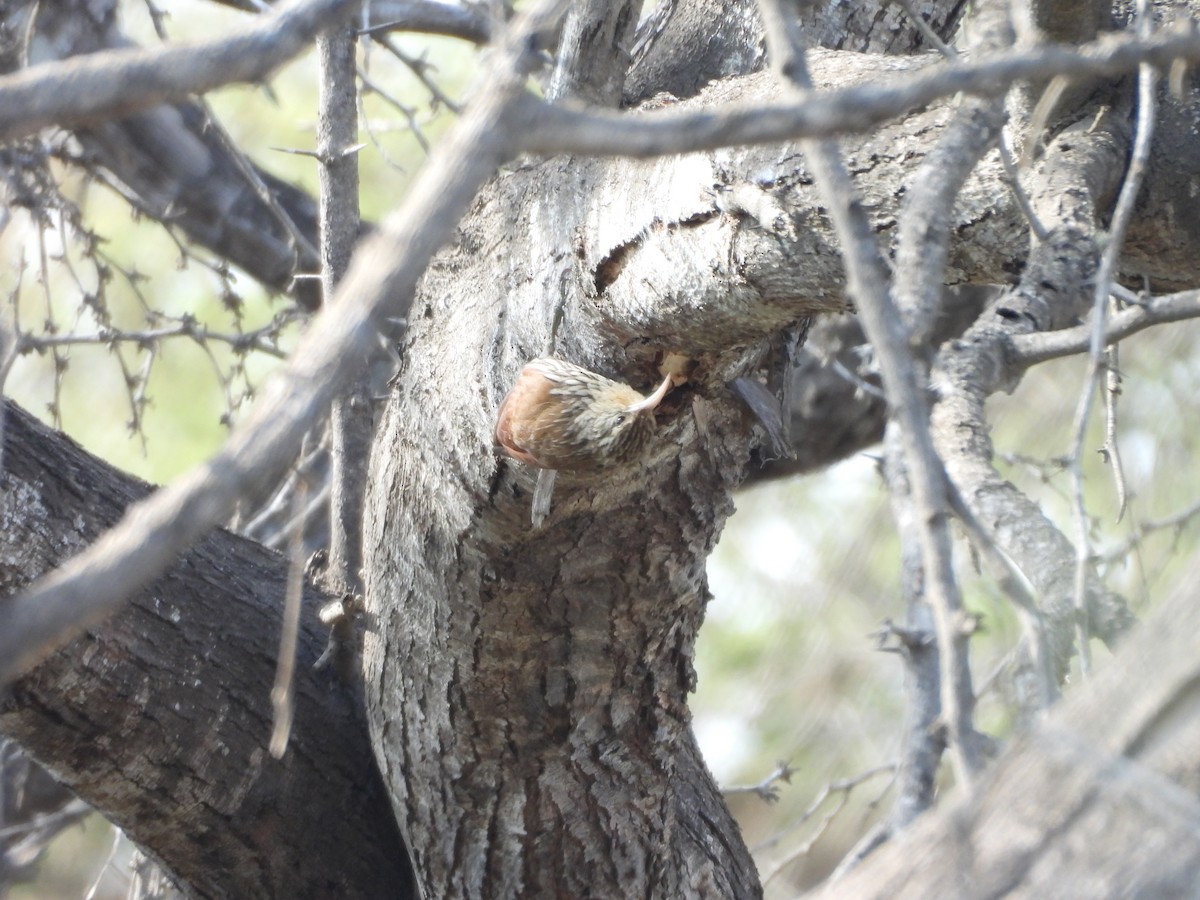 Streak-headed Woodcreeper - ML646453467