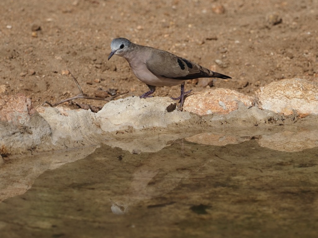 Yeşil Aynalı Kumru - ML646453469