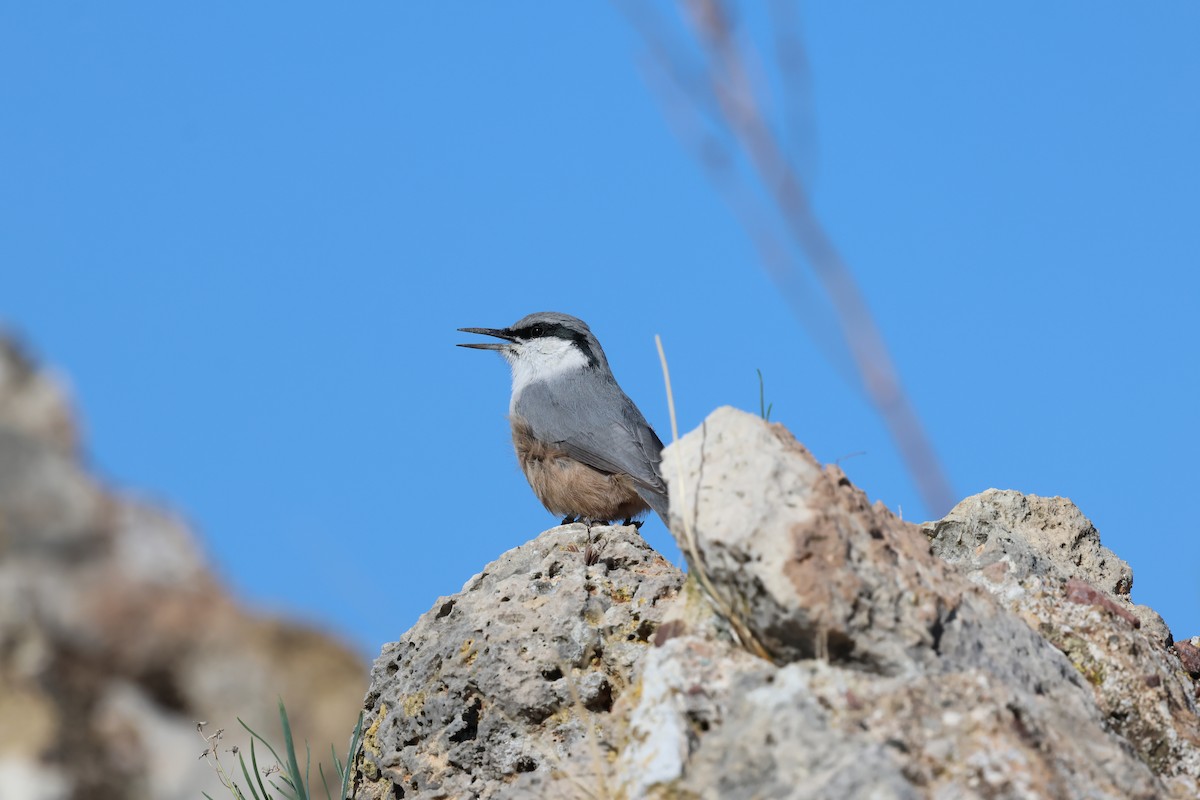 Western Rock Nuthatch - ML646453470