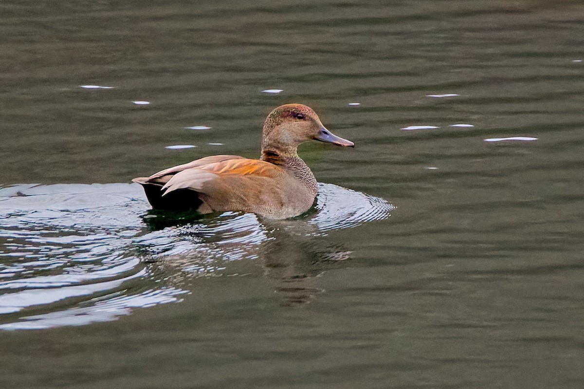 kopřivka obecná - ML646453474