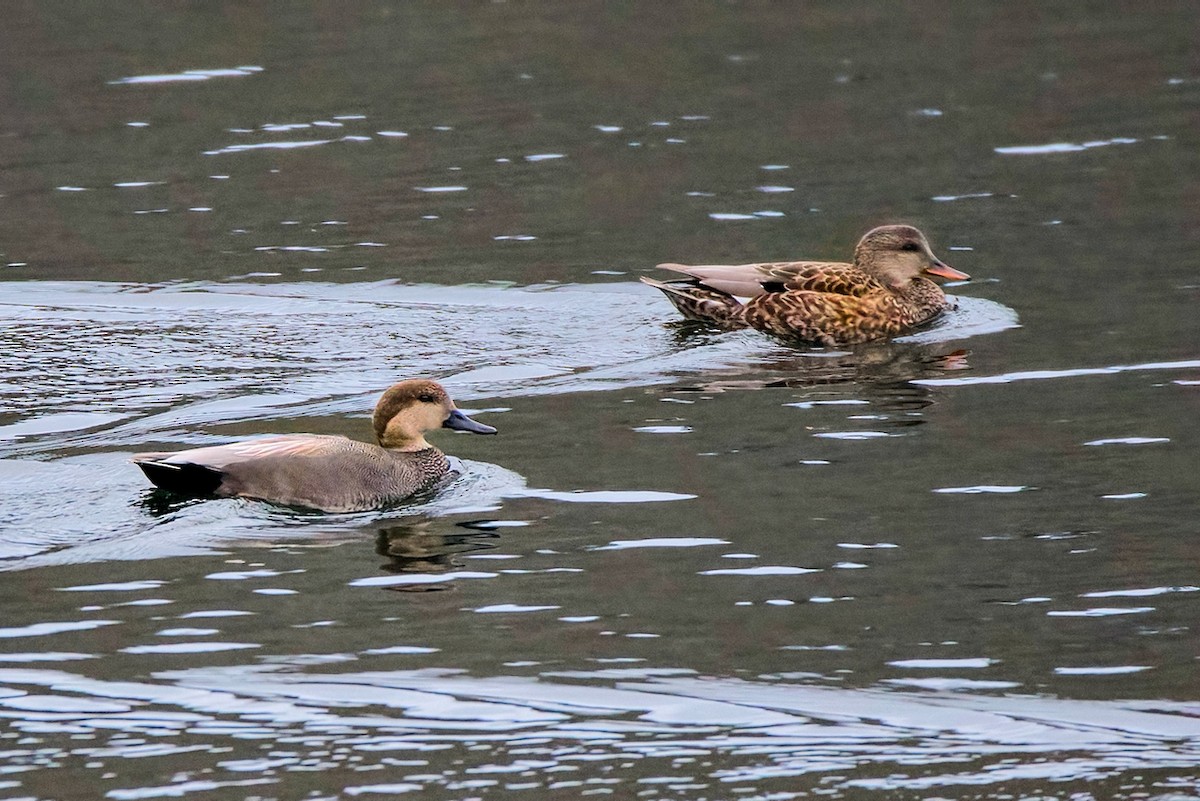 kopřivka obecná - ML646453475