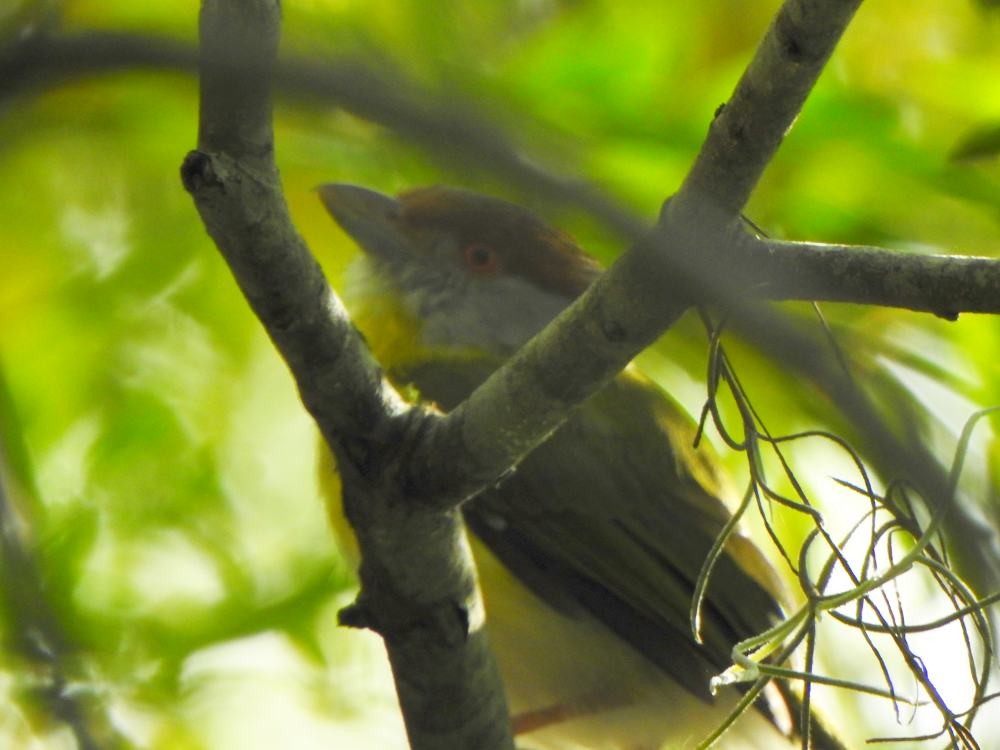 Віреон рудобровий - ML646453477