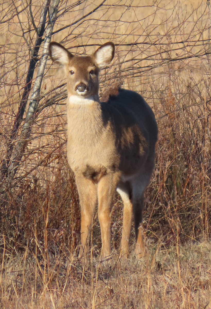 White-tailed Deer - ML646453478