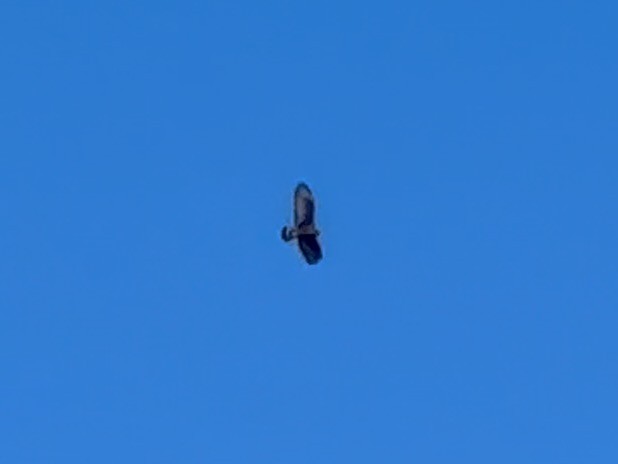 Болотный канюк - ML646453488