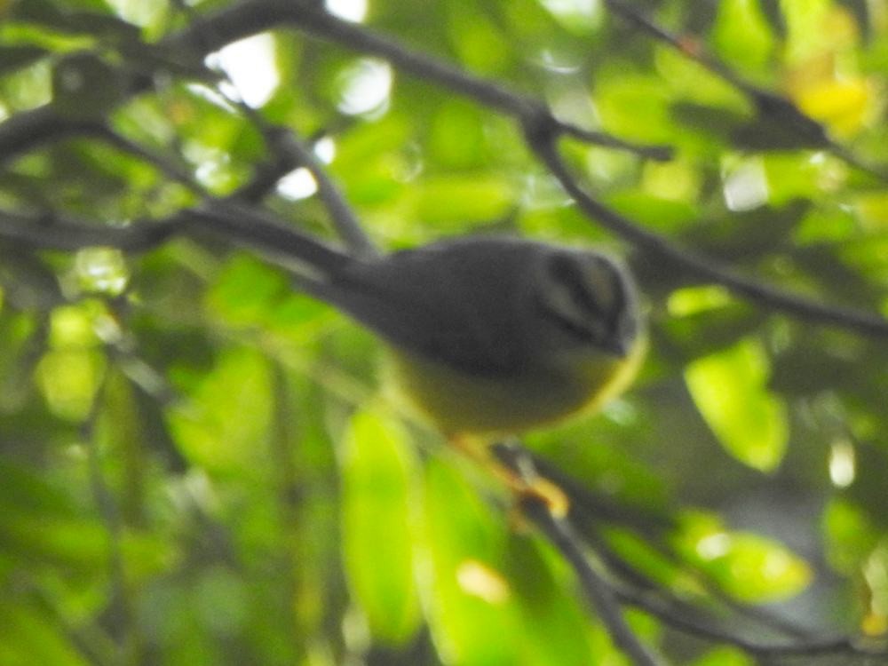 Golden-crowned Warbler - ML646453489