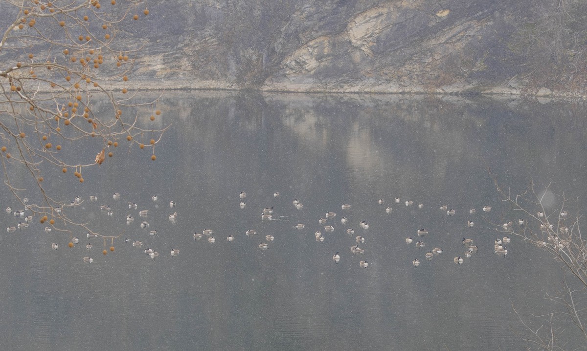 Canada Goose - ML646453511