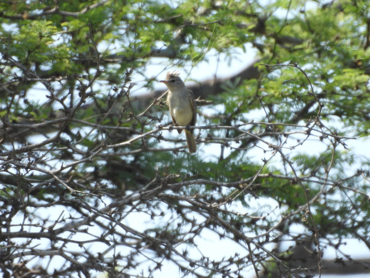 Gray-and-white Tyrannulet - ML646453514