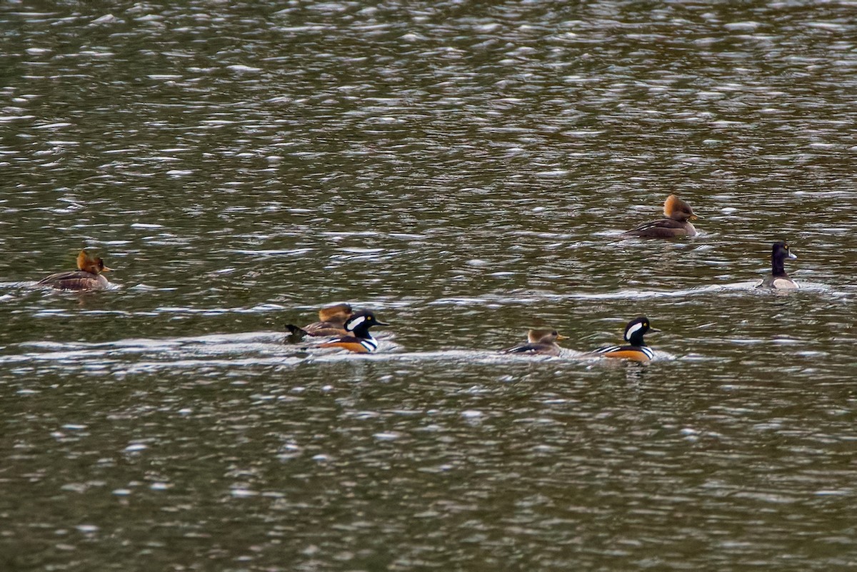 Hooded Merganser - ML646453515