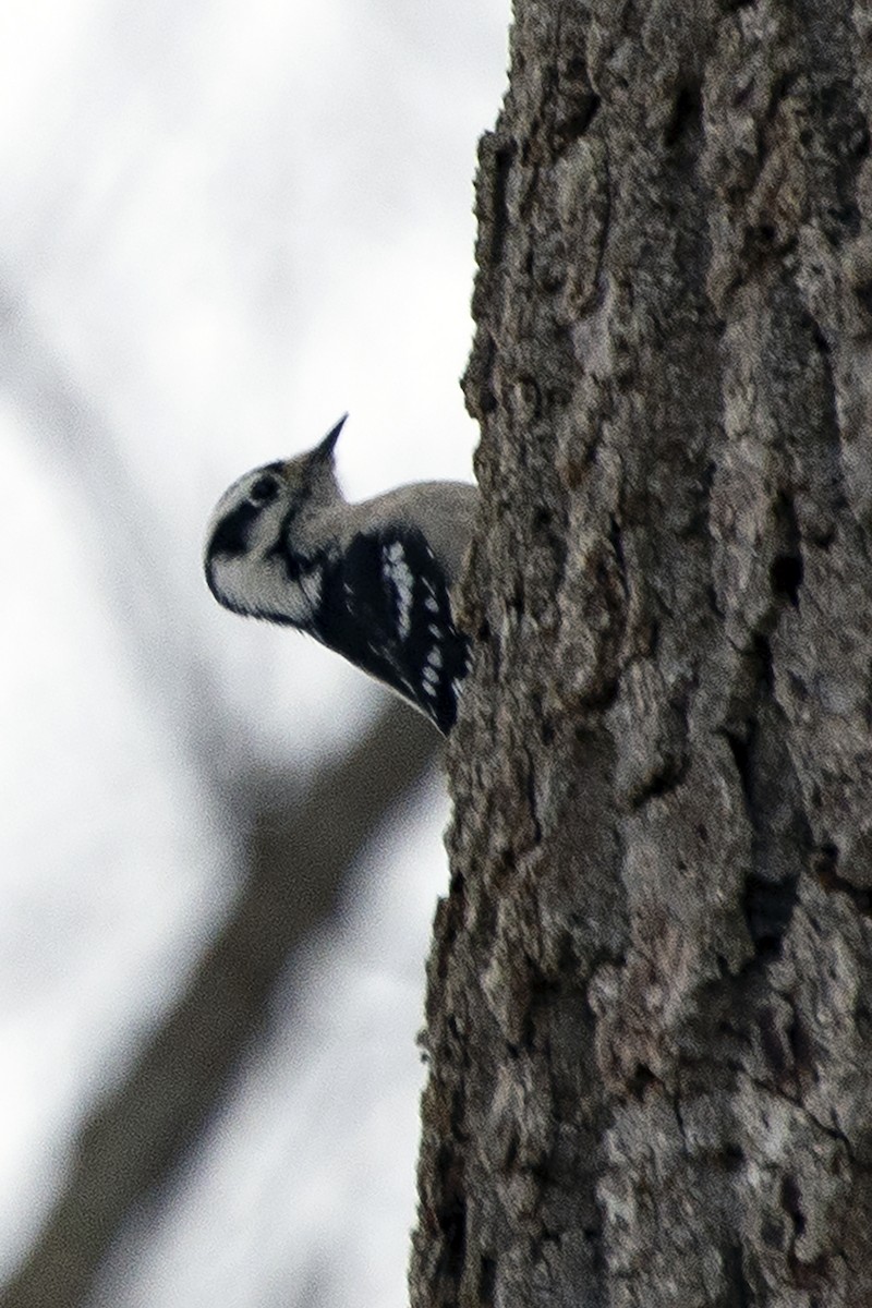 strakapoud osikový - ML646453518