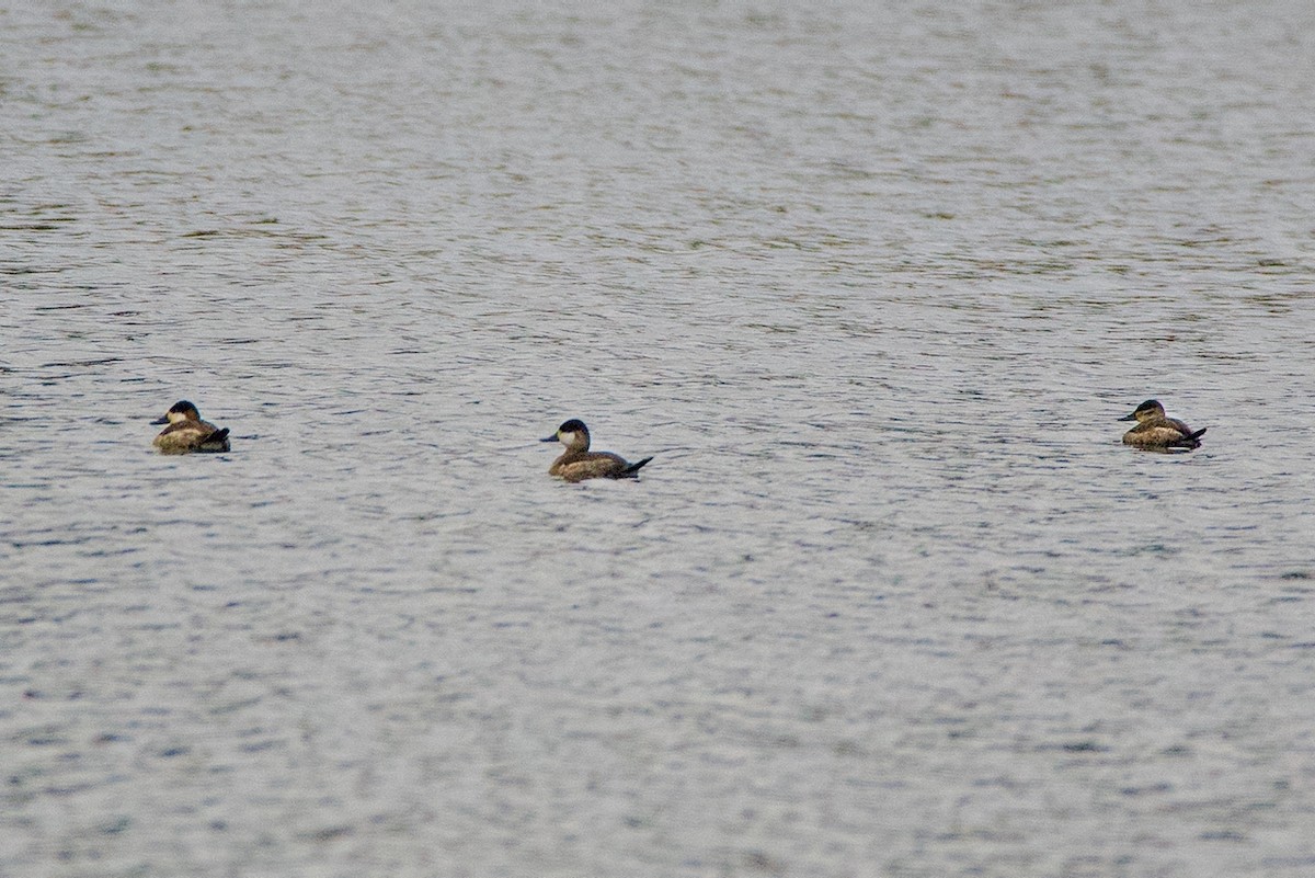 Ruddy Duck - ML646453519