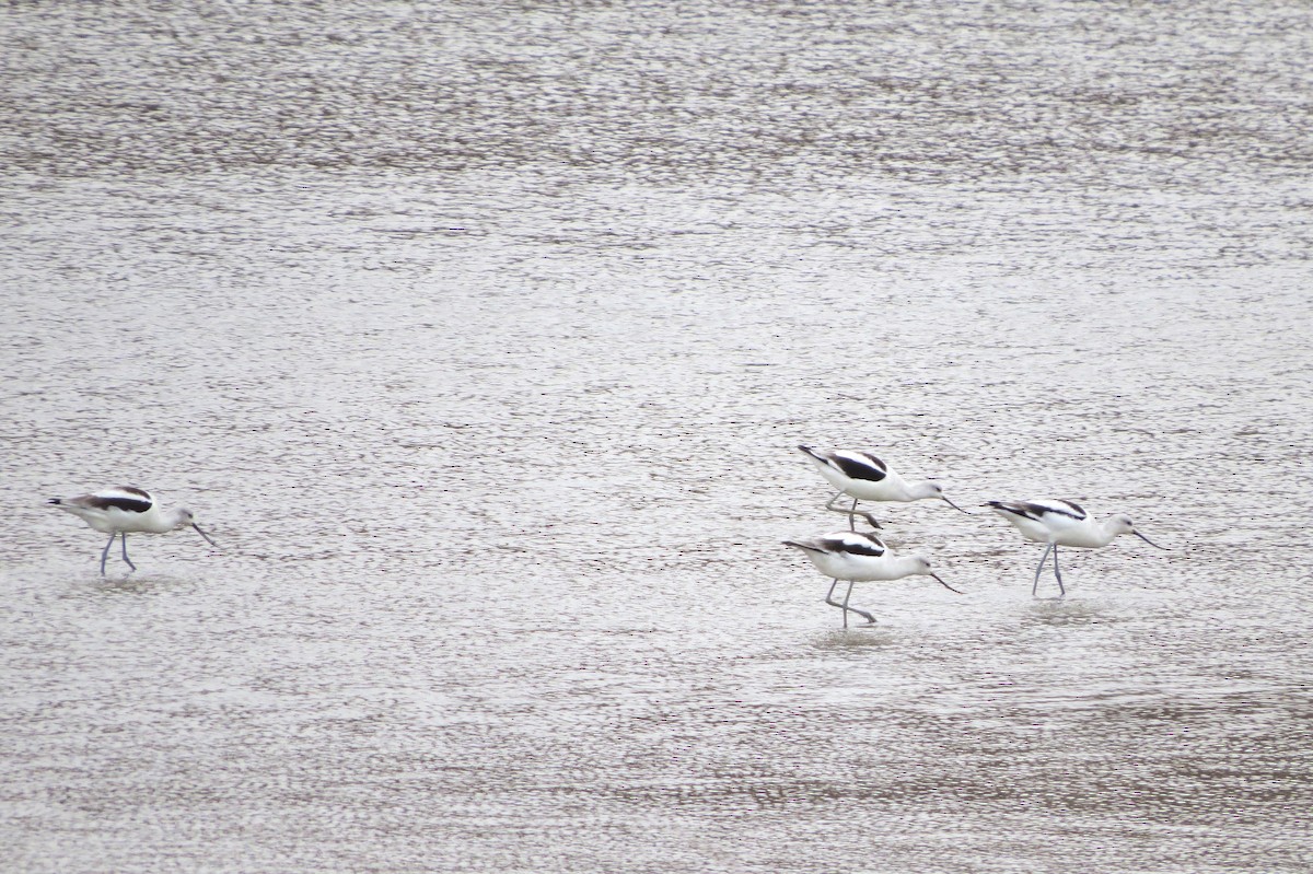 American Avocet - ML646453520