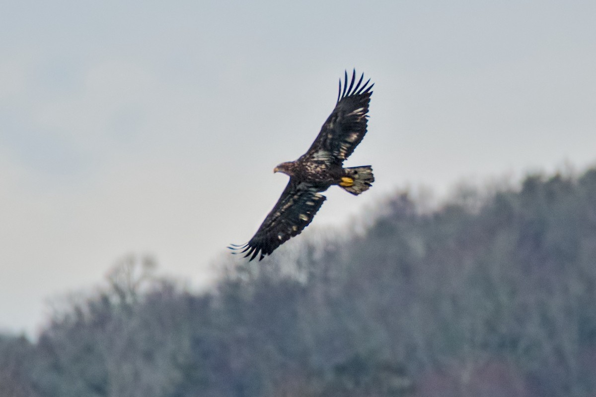 Pygargue à tête blanche - ML646453529