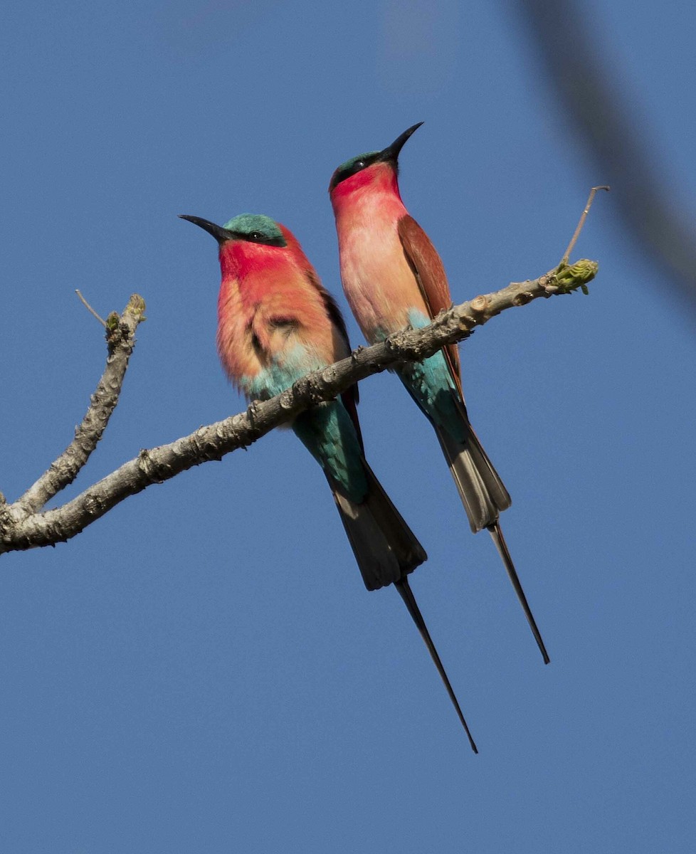 Southern Carmine Bee-eater - ML646453537