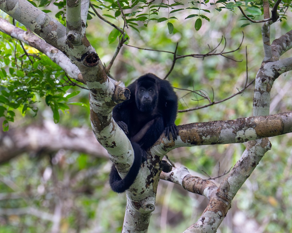 Yucatán Black Howler Monkey - ML646453538