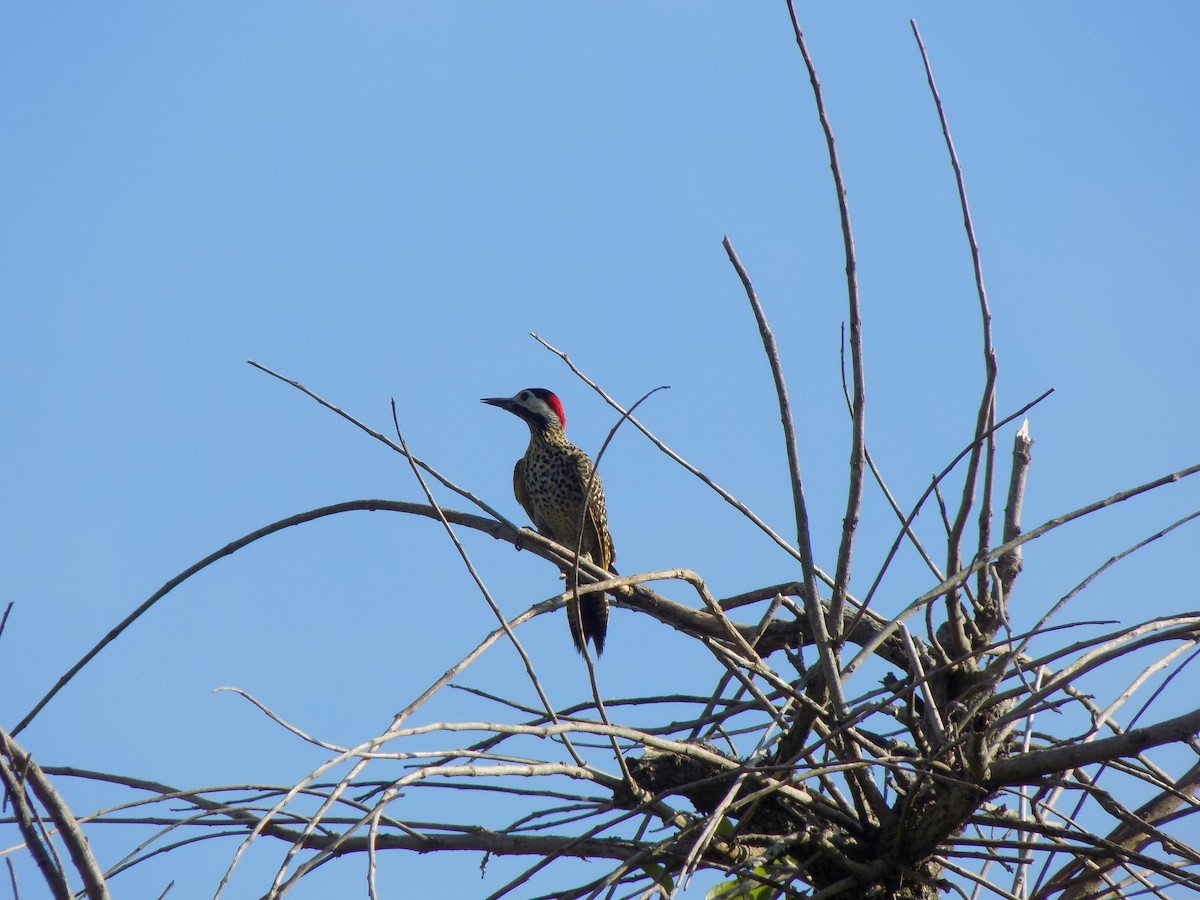 Green-barred Woodpecker - ML646453539
