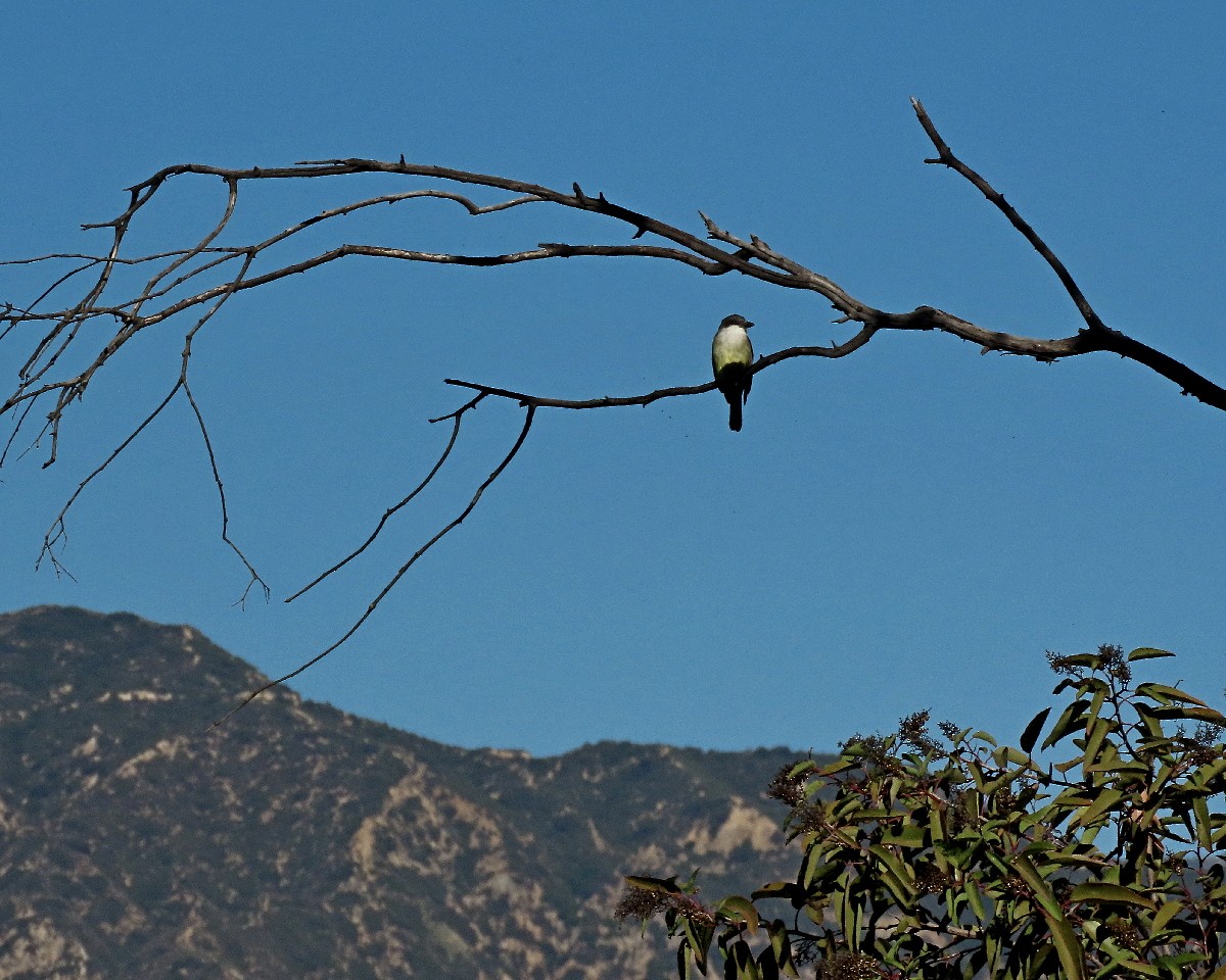 Thick-billed Kingbird - ML646453542