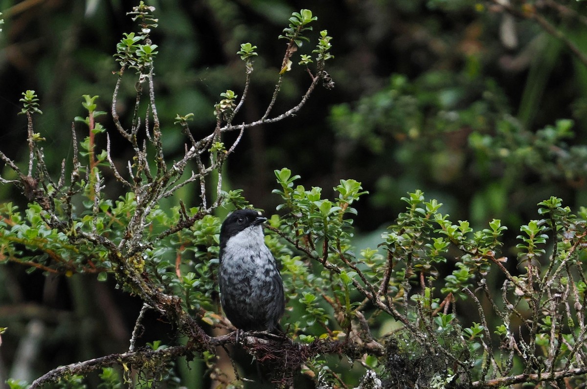 Black-backed Bush Tanager - ML646453545