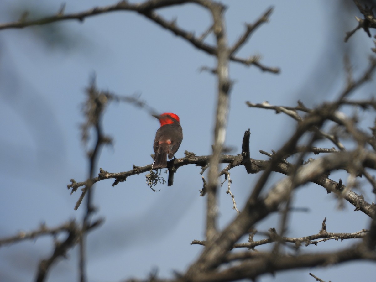 Vermilion Flycatcher - ML646453546